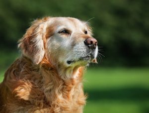 Purebred Golden Retriever dog outdoors on a sunny summer day