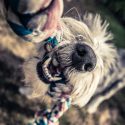 Remembering Dogs at Holidays and Birthdays