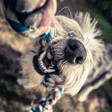 Read Remembering Dogs at Holidays and Birthdays