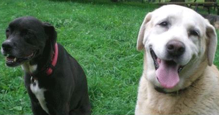 Read Four Ways Dog Retirement is Like Your Retirement