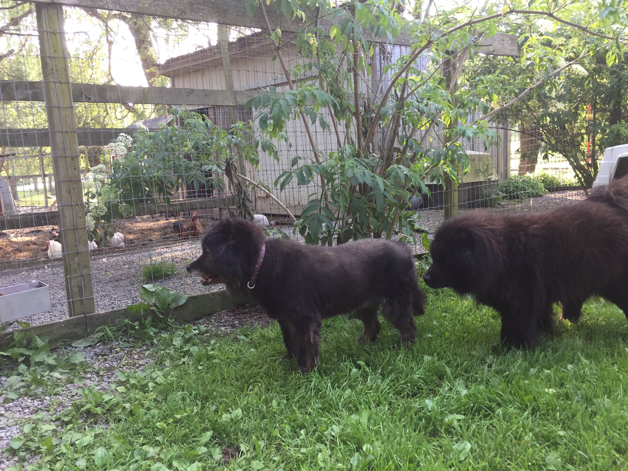 Dog Retirement Home & Long Term Pet Boarding Silver Streak Kennels