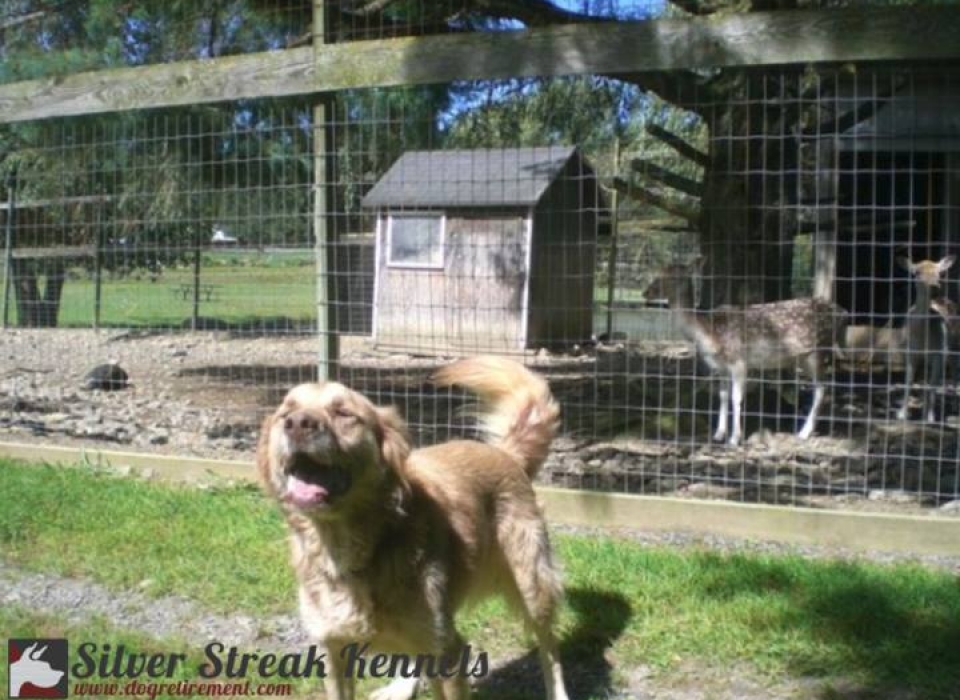 Dog Retirement Home & Long Term Pet Boarding Silver Streak Kennels