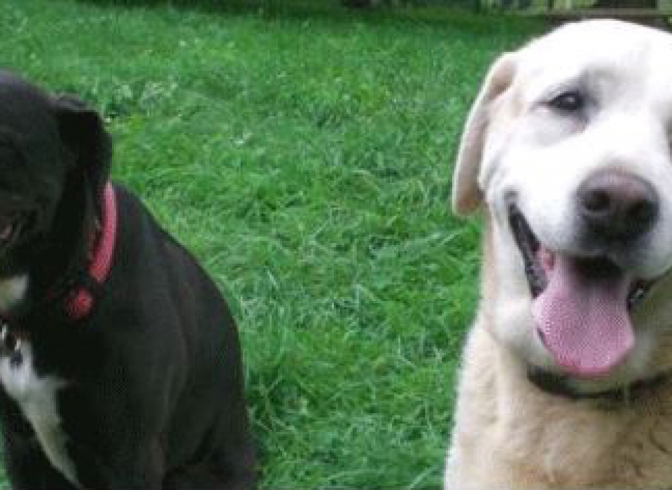 senior dog boarding near me