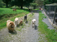 Pack of dogs walking down trail