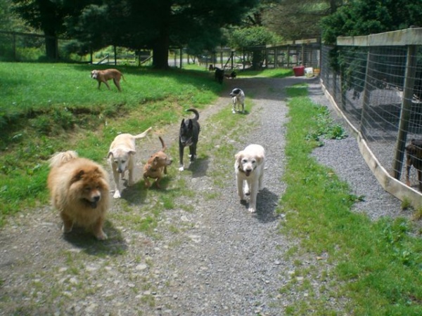 Group of dogs walking down a trail