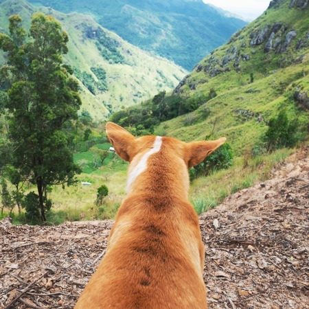 Read 3 Reasons the Countryside is the Best Place for a Dog