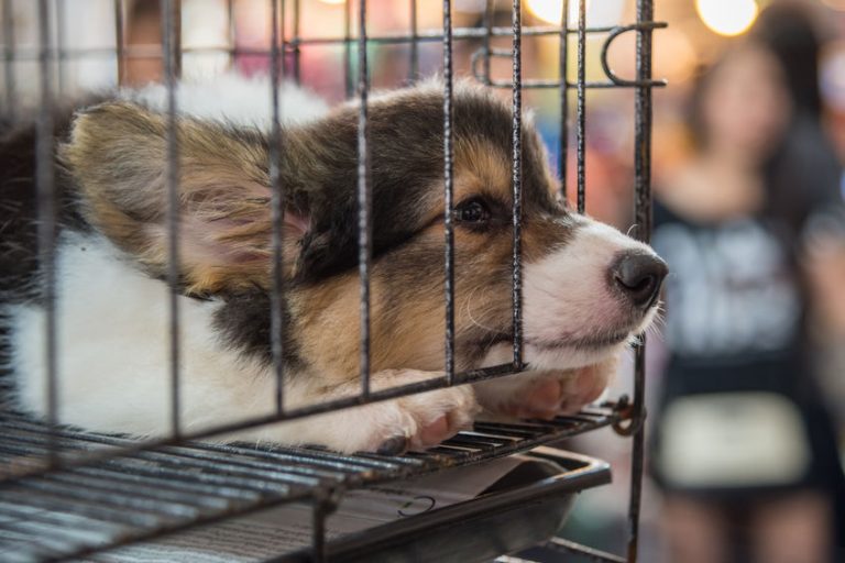The Truth About Puppy Mills Silver Streak Kennels