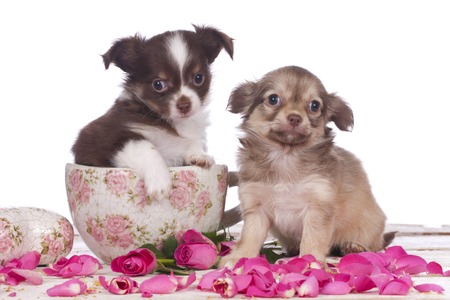 Read What You Don’t (But Should) Know About Teacup Dogs