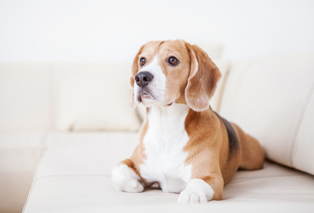 Read Why It’s Important to Have Your Dog Fixed