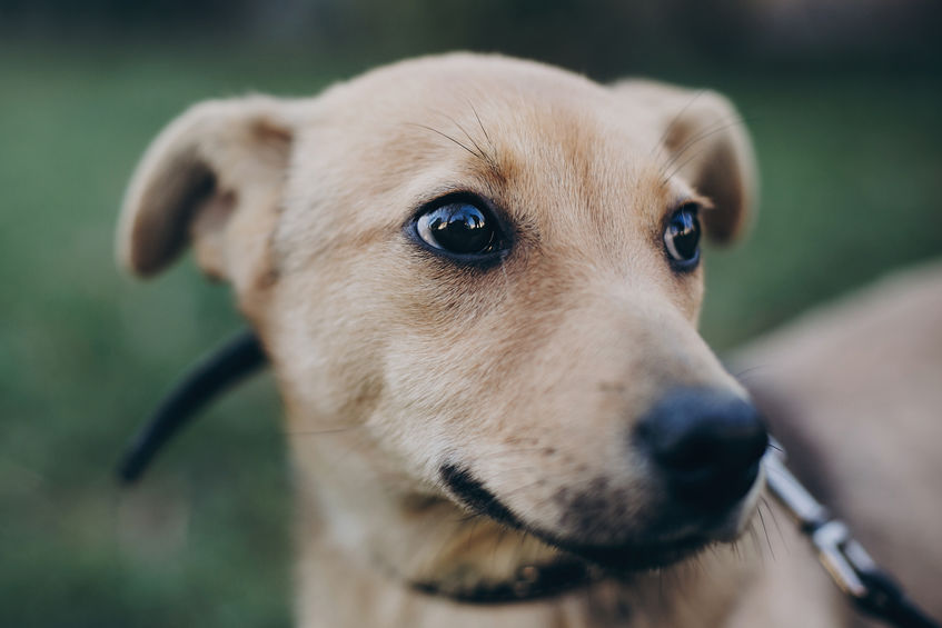 Read How To Help Your Dog’s Anxiety