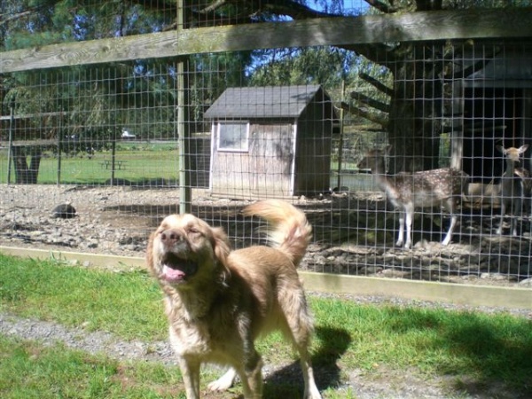 Long-Term Dog Boarding Farm in Upstate NY