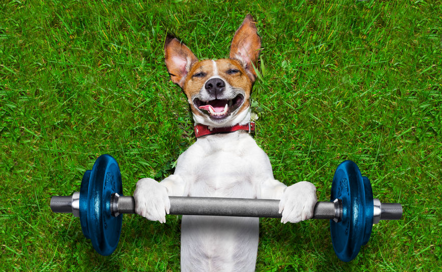 Read 3 Ways Exercise Benefits Your Older Dog