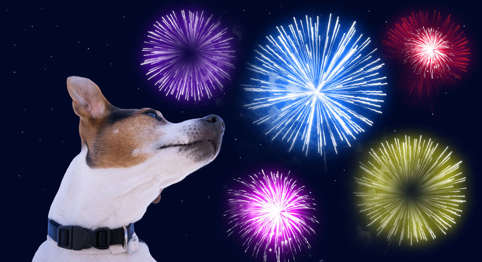 Read Keeping Your Dog Safe & Calm on The Fourth of July