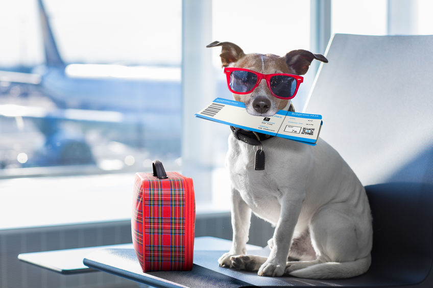 Read Preparing for Your Dog’s Long-Term Boarding Stay