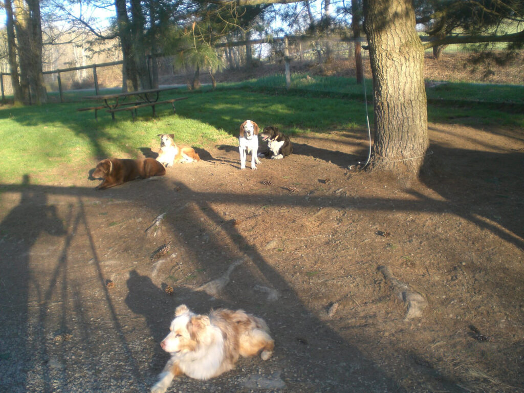 Dogs laying outside in the sun