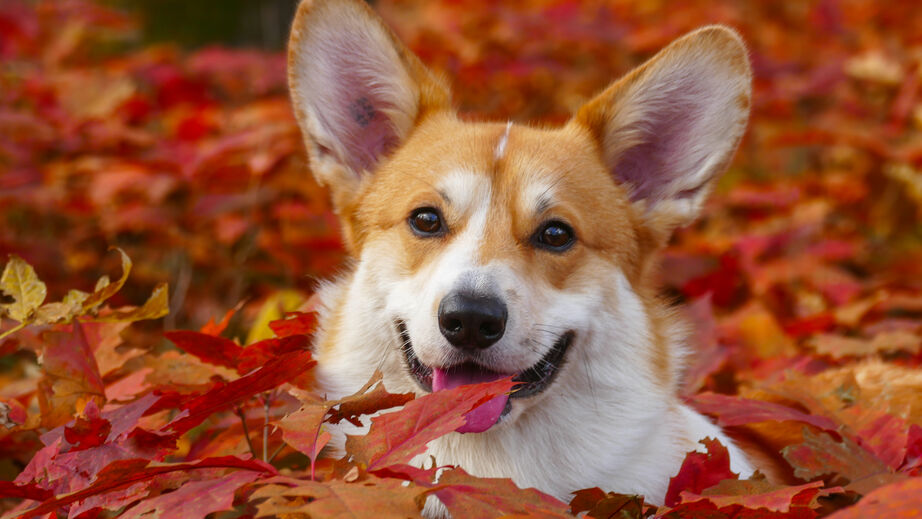 Read 4 Dog Care Tips for Fall