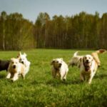 Dogs play together in a field
