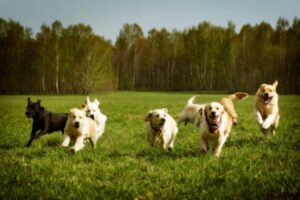 Dogs play together in a field