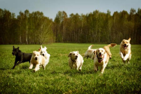 Read What To Look for In a Dog Retirement Home