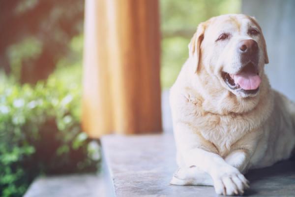 Read Tips For Dealing with an Aging Dog