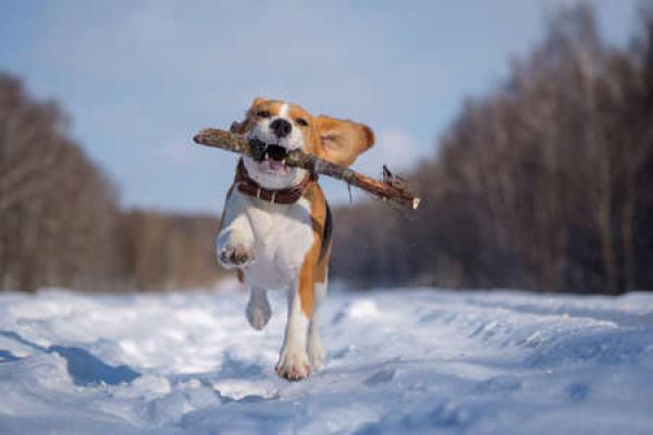 Read How To Prepare Your Dog for the Winter