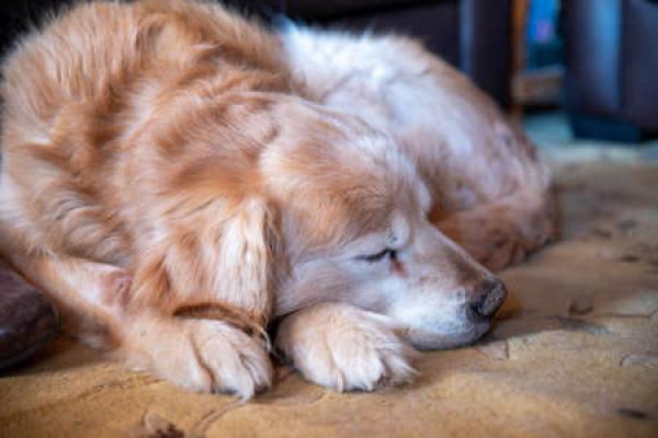 An old Golden Retriever sleeps on a couch