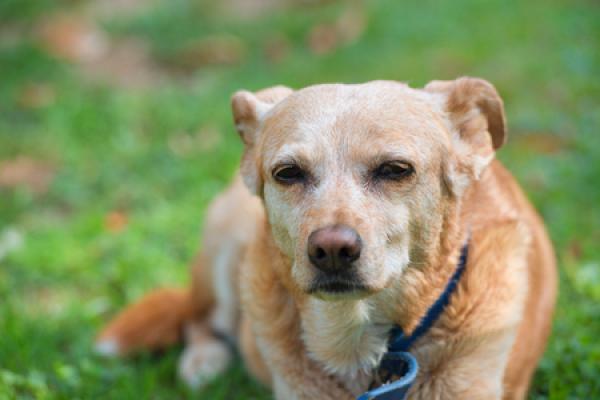 Read Why Senior Dogs Need Special Consideration in a Kennel Environment