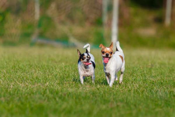 Read Dispelling Common Myths About Dog Kennels