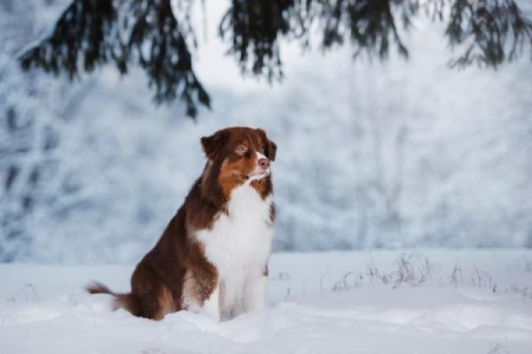 Read How to Keep Your Senior Dog Safe and Happy This Winter