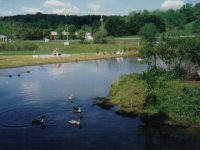 Ducks on lake by the farm