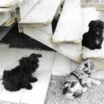 Four Dogs Sitting around Steps