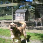 Dog Playing in Yard Smiling at Camera