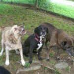 3 Dogs Posing for Camera