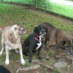 3 Dogs Posing for Camera