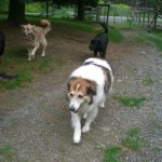 5 Dogs Walking in Kennel