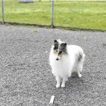 Dog Playing in Kennel
