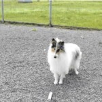 Dog Playing in Kennel