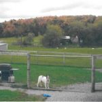 Two Dogs playing in Kennel