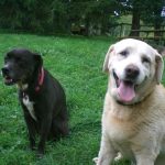 2 Happy Dogs Smiling