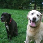 2 Happy Dogs Smiling