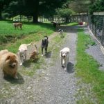 8 Happy Dogs Playing Outside