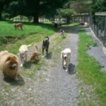 8 Happy Dogs Playing Outside