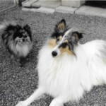 2 Dogs Laying Down Looking at Camera