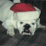 White Dog Wearing a Santa Hat