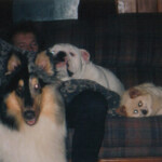 3 Dogs Relaxing Inside