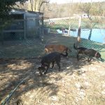 3 Dogs Playing Outside in Kennel