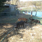 3 Dogs Playing Outside in Kennel