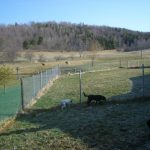 Dogs in Outdoor Kennel