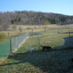 Dogs in Outdoor Kennel