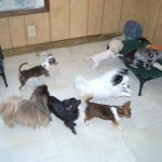 8 Dogs Playing together